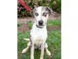 Adopt Faith a Cattle Dog Australian Cattle Dog (Blue Heeler)