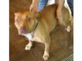 Adopt Roxie a Pit Bull Terrier