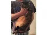 Adopt Sammy (FCID 111413-40 Christiana PetSmart) a Tabby