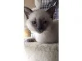 Adopt Skylar a Gray or Blue Siamese (short coat) cat in Anderson