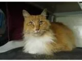 Adopt Coyote a Orange or Red Domestic Longhair  Mixed cat in Ber