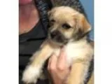 Adopt Rascal a TanYellowFawn - with White Pug  Mixed dog in Stra