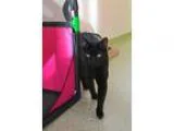 Adopt Smokey a All Black Domestic Shorthair (short coat) cat in 