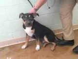 Adopt RENO a German Shepherd Dog  Mixed dog in Tulsa OK (1518198