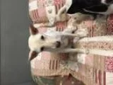 Adopt  SNOWY  a Basenji