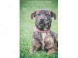 Adopt Bee - ADOPTED a Plott Hound