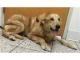 Adopt Duke a Golden Retriever