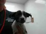 Adopt GEROMINO a Australian Cattle Dog  Mixed dog in Tulsa OK (1