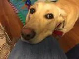 Adopt Gus a TanYellowFawn Labrador Retriever  Mixed dog in St Pa