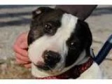 Adopt Bonnie a Pit Bull Terrier