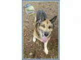 Adopt Monster a German Shepherd Dog