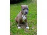 Adopt Arya - adoption pending a Pit Bull Terrier