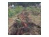 Dane County Sweet Potato Project