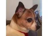 Adopt Marcia (WA) a White - with Red Golden Orange or Chestnut R