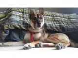 Adopt Sebastian a Shiba Inu