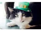 Adopt Custard a Domestic Medium Hair-black and white