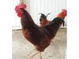 Adopt REUBEN a Chicken bird in Methuen MA (15275268)