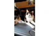Adopt Sweet Pea-Very Friendly Calico a Calico or Dilute Calico C