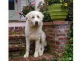 Adopt Sissy Bear a White Great Pyrenees  Mixed dog in Enfield CT
