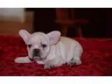 Healthy French Bulldog Puppies For Re Homing