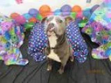 Adopt A073738 a Pit Bull Terrier