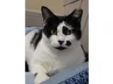 Adopt Skittle 106431 a Black and White or Tuxedo Domestic Shorth