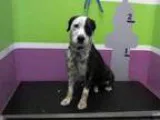 Adopt TATUM a Border Collie  Dalmatian  Mixed dog in Houston TX 