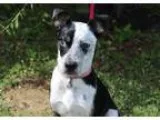 Adopt Cattie a Cattle Dog