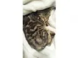 Adopt Lobster a Tabby - Brown