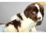 TandC Beautiful Landseer M1 in Northeast Ind