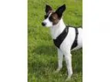 Adopt Asti a White - with Brown or Chocolate Italian Greyhound  