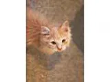Adopt Pink a Domestic Short Hair Tabby - Orange
