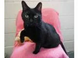Adopt Mama  Adorable  a All Black Domestic Shorthair (short coat