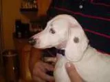 Adopt Spot a White Dachshund  Mixed dog in Jacksonville FL (1341