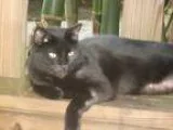 Adopt Magnum a All Black Domestic Shorthair (short coat) cat in 