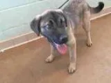 Adopt LAYLA a German Shepherd Dog  Mixed dog in Tulsa OK (152407