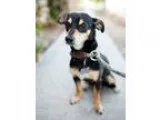 Adopt Krumkake a Black - with Tan Yellow or Fawn Dachshund  Mini