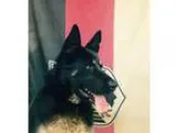 Adopt Merrick a Black - with Tan Yellow or Fawn German Shepherd 