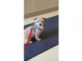 Adopt Rocky a RedGoldenOrangeCh estnut - with White Terrier (Unk