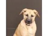 Adopt Honey a German Shepherd Dog
