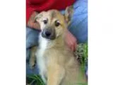 Adopt Miss Clovis a TanYellowFawn - with White Shepherd (Unknown
