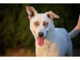 Adopt Enya a Siberian Husky