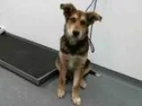 Adopt DEUCE a German Shepherd Dog  Mixed dog in Tulsa OK (151874