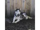 Adopt Dalka a Siberian Husky