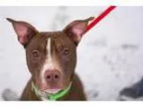 Adopt Cinnamon a Labrador Retriever Pit Bull Terrier