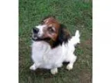 Adopt Hazel a Spaniel Basset Hound