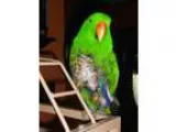 Adopt Firkis a Green Eclectus bird in Hightstown NJ (13125794)