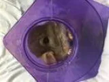 Adopt Wiggles a Chinchilla