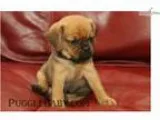 Check out little Posey Puggle Waiting for you