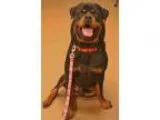 Adopt Boyd a Black Rottweiler  Mixed dog in Wichita KS (15283852